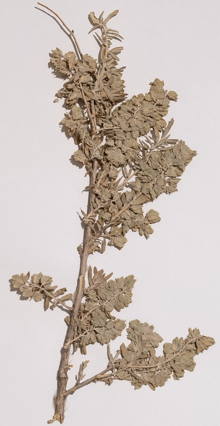 <p>What is this plant’s scientific name?</p>