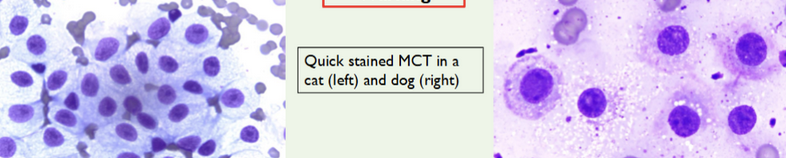 <p>Mast cell granules may appear unstained with this method.</p>