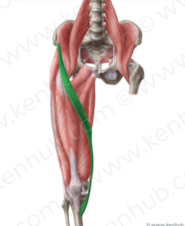 <p>Sartorius origins/insertions</p>