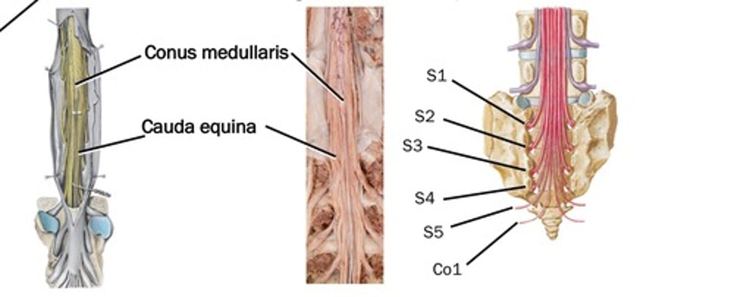 <p>the enlarged subarachnoid space caudal to the conus meduallaris containing CSF and cauda equina.</p>