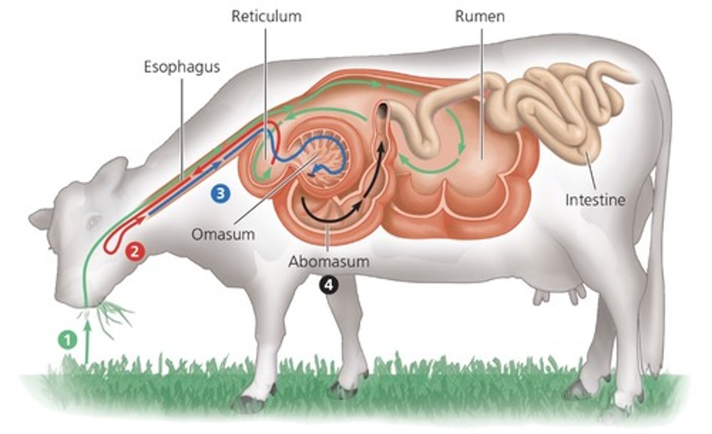 <p>fermentation chambers (digest cellulose), food is passes through alimentary canal twice (rabbits and rodents), ruminant animals (cows)</p>