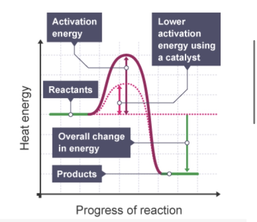 <p>Catalysts provide an alternative activation pathway that has a ___ activation energy than the uncatalysed reaction</p>