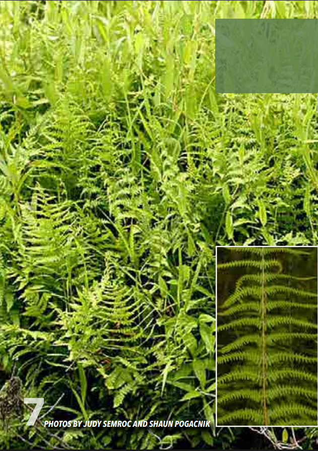 <p>Marsh Fern; Thelypteridaceae</p>