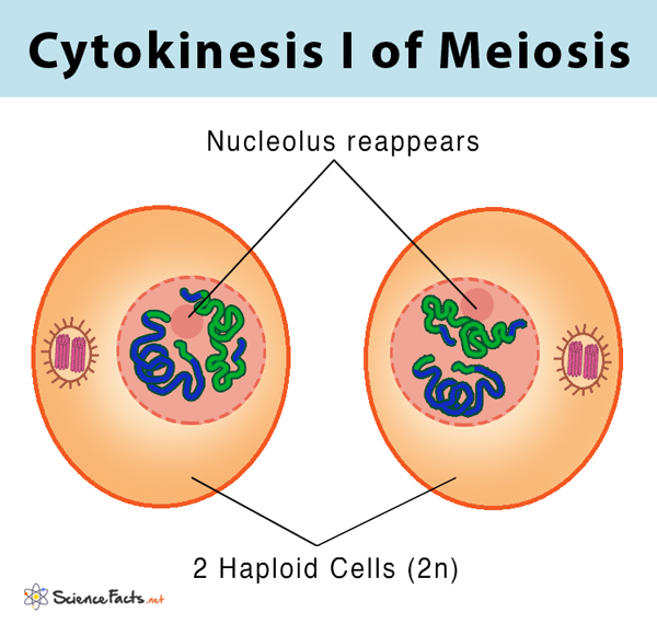<ol><li><p>2 haploid cells formed</p></li></ol><p></p>