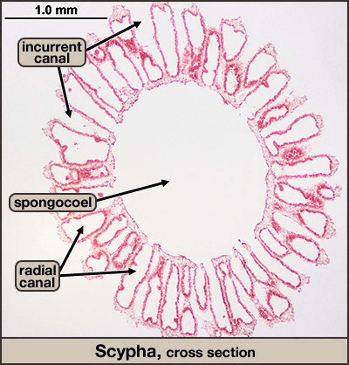 <p>What is it?</p><p>Subkingdom?</p><p>Phylum?</p>