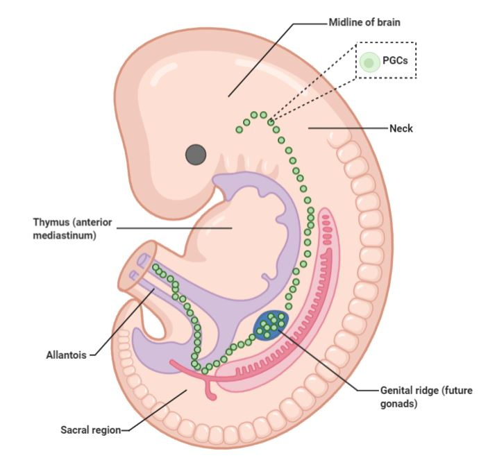 <p>initial precursors of gametes during embryonic development </p>