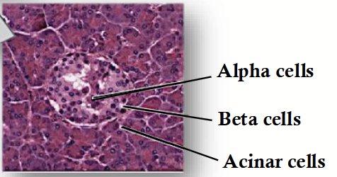 <p>Contains:</p><ul><li><p><strong>Beta cells:</strong> produce insulin.</p></li><li><p><strong>Alpha cells:</strong> produce glucagon.</p></li><li><p><strong>Delta cells:</strong> produce somatostatin.</p></li></ul><p></p>