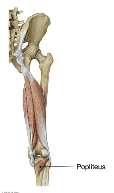 <p>It unlocks the knee by rotating it when the cruciate ligaments lock the knee in full extension, allowing muscles to relax while standing.</p>