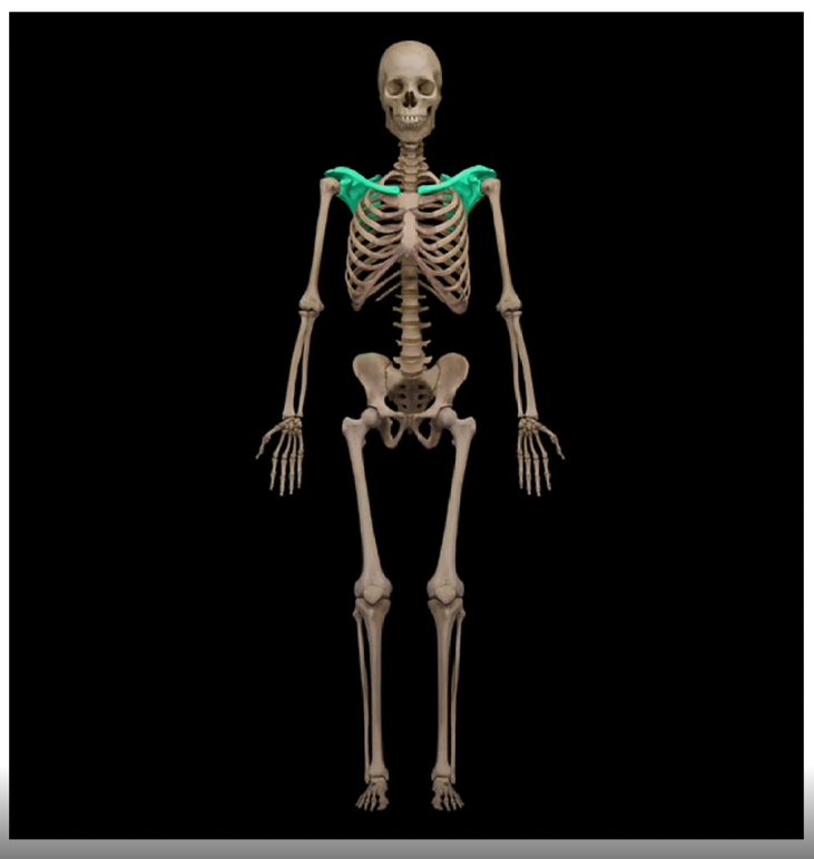 <p>Pectoral Girdle </p>