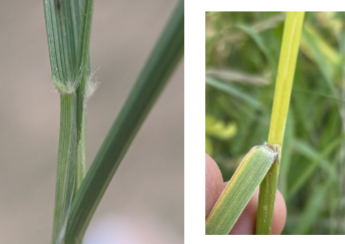 <p>A cool season bunchgrass with Hairy ligule with long, narrow, rolling leaves</p>