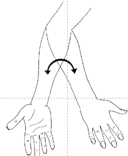 <p>What movement has the hand facing down?</p>