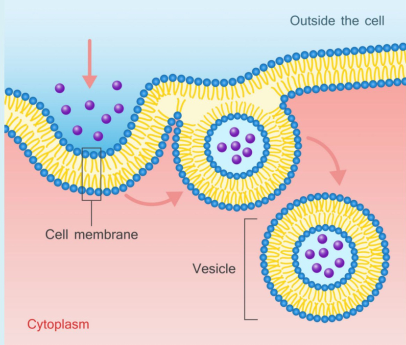 <p>Which type of active transport is being shown?</p>