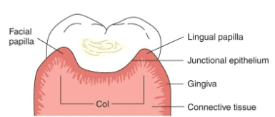 <ul><li><p>Connects facial and lingual gingiva</p></li></ul><p></p><ul><li><p>non-keratinized, concavity; susceptible to disease</p></li></ul><p></p>
