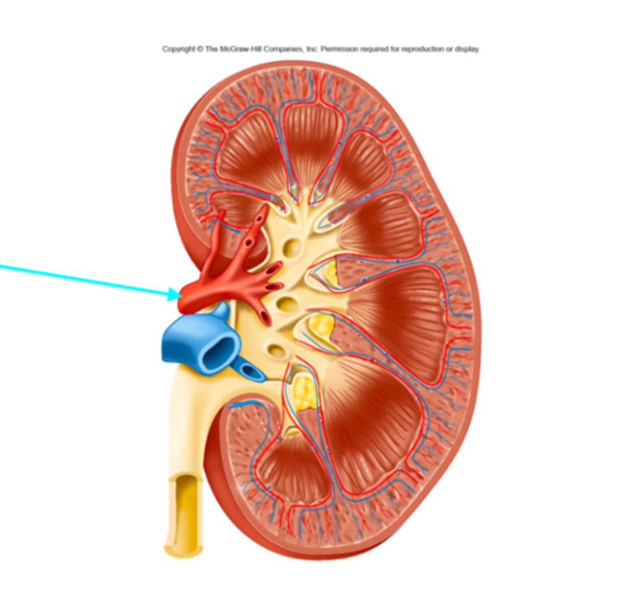 <p>What structure of the kidneys is the blue arrow pointing at?</p>