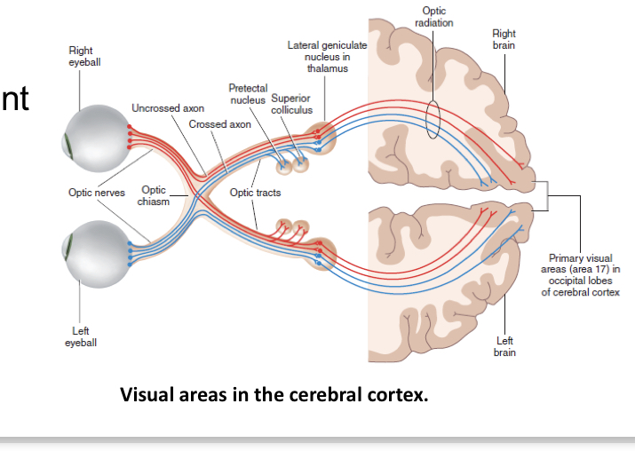 <p>• Remember how information processed in different visual fields was accessible only to certain parts of the brain.</p>