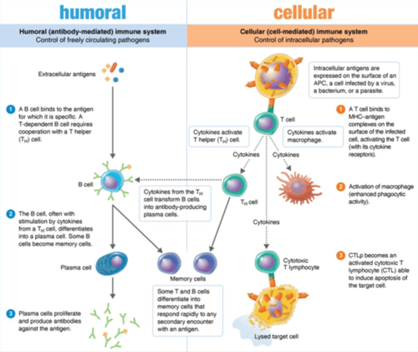<p>Immunity</p><p>2 different branches:</p><p>1. Humoral immunity</p><p>2. Cellular immunity</p>