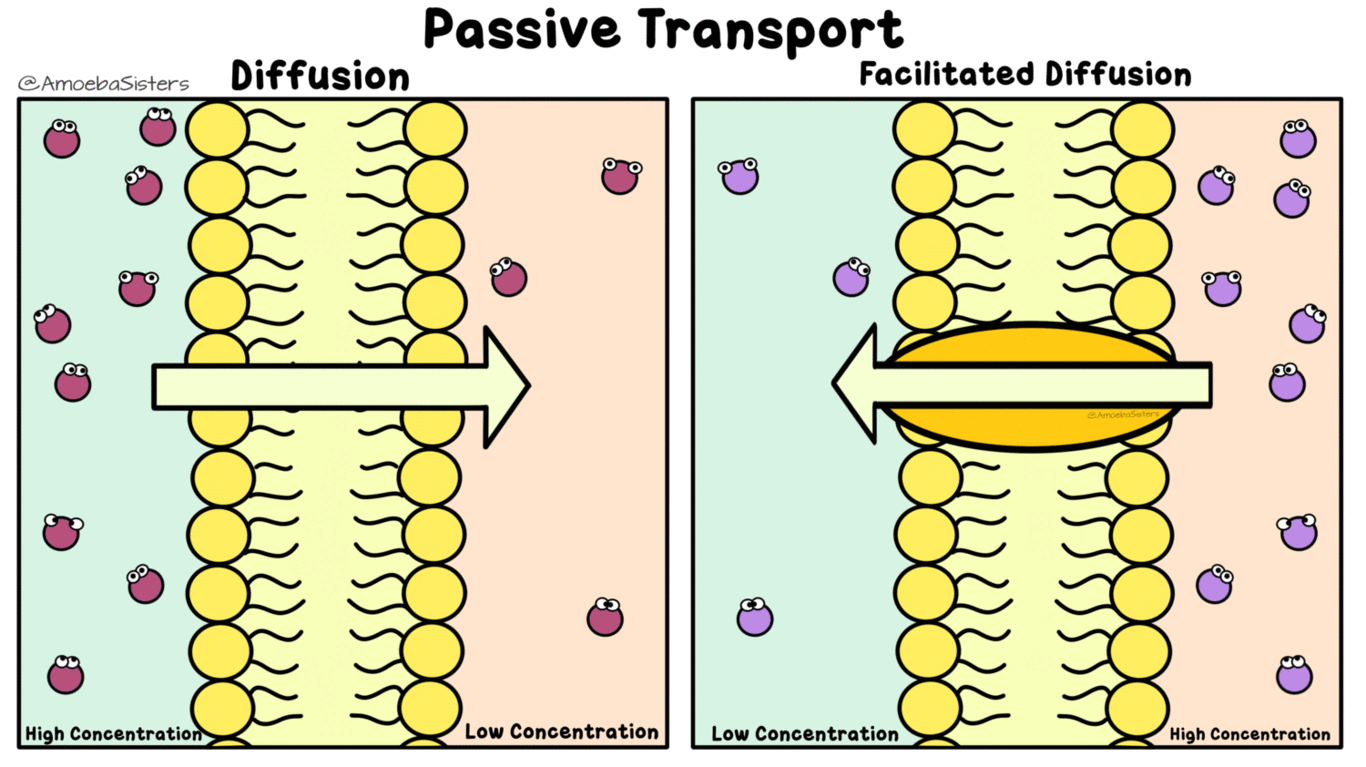 - transport passif
- dans sens du gradient
- L'ouverture du canal est contrôlée par la liaison d'un ligand (neurotransmetteur)
