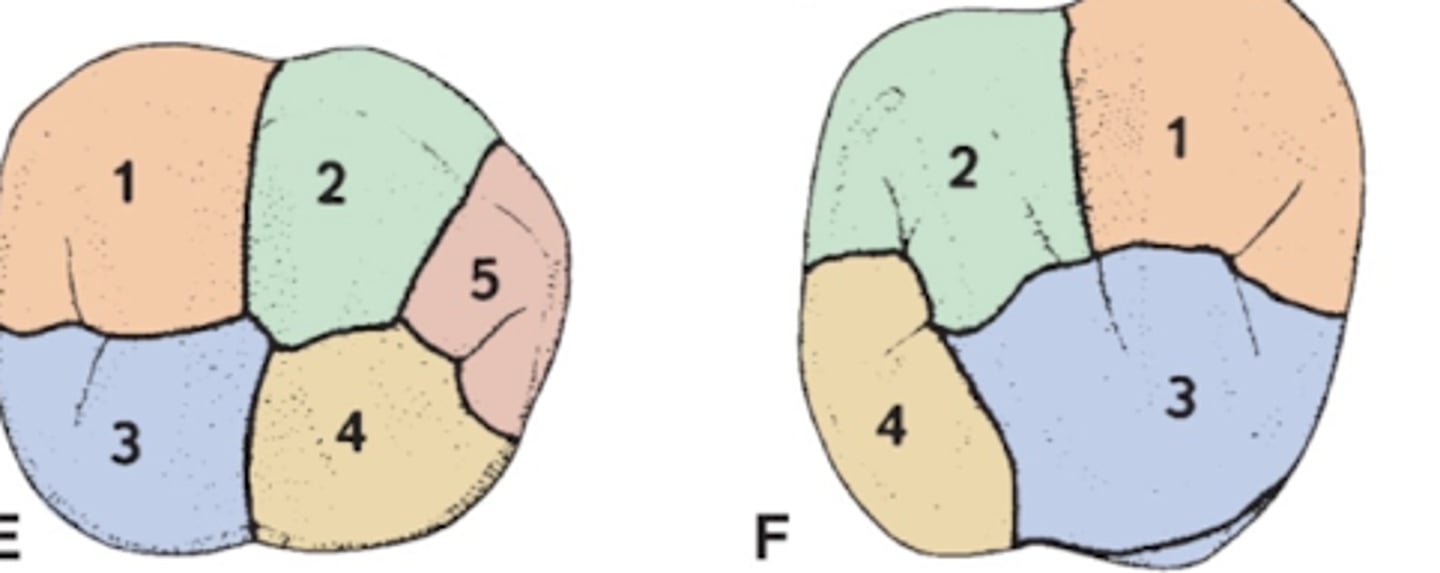 <p>1 lobe per major cusp</p>
