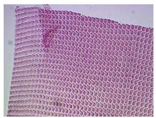 <p>What is it?</p>