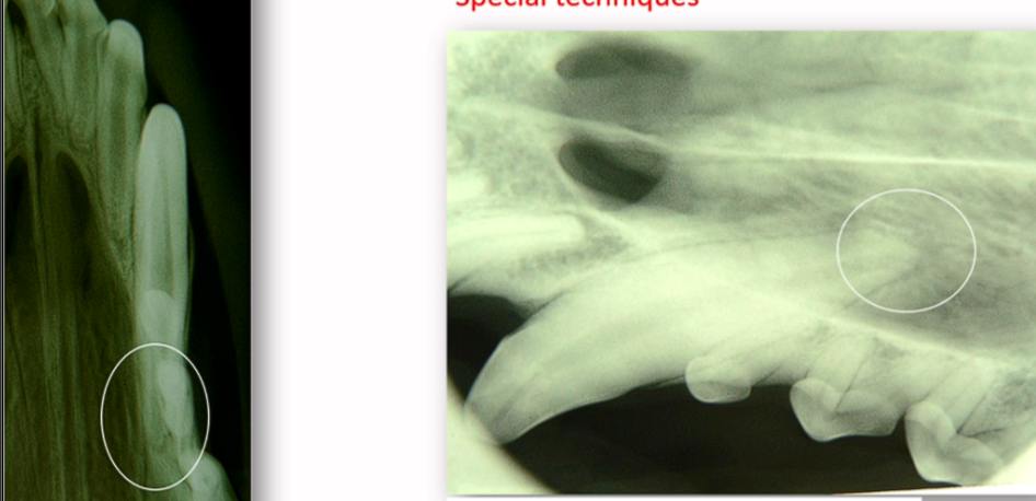 <p>Special Techniques - What view is this?</p><p>Used for what?</p>