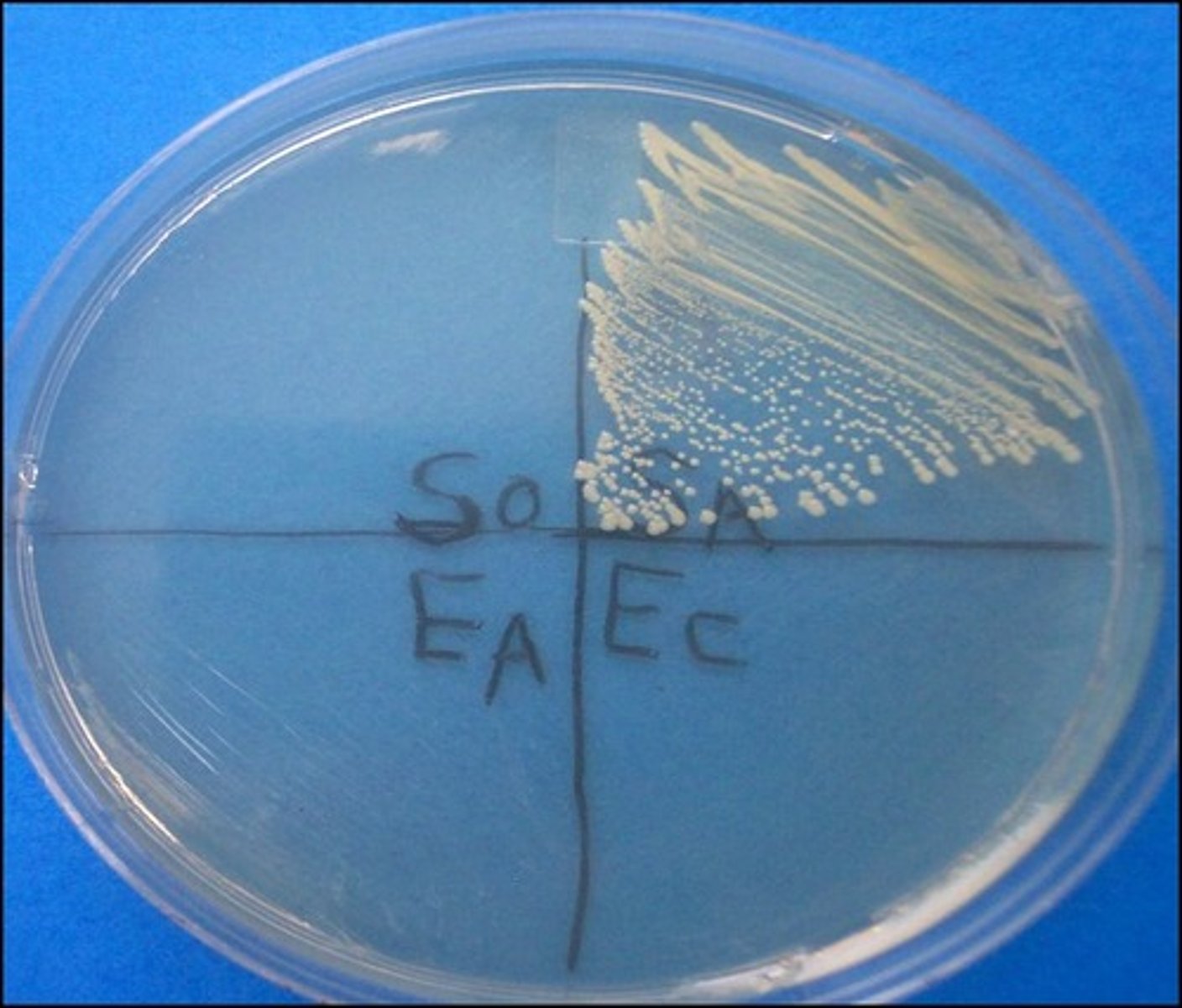 <p>PEA</p><p>Selective:</p><p>Differential:</p><p>Dyes/Reagents:</p>