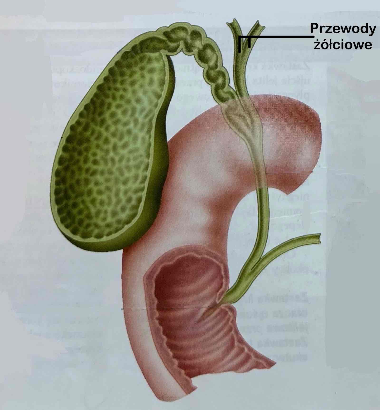 <p>Ducti hepatici</p><p>Przez te przewody płynie wytworzona w wątrobie żółć.</p>