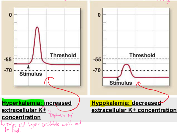 <ul><li><p>Hyperkalemia: Increased extracellular K+ concentration as it depolarizes MP and makes cell hyper excitable which could be bad</p></li><li><p>Hypokalemia: Decreased extracellular K+ concentration</p></li></ul><p></p>