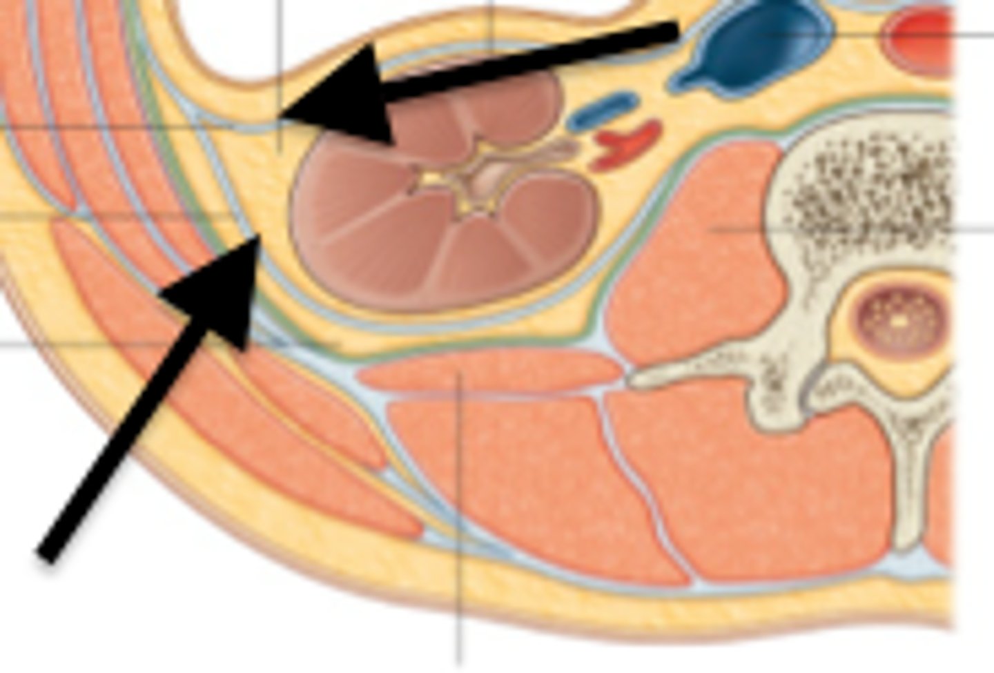 <p>What part of the kidney is this?</p>