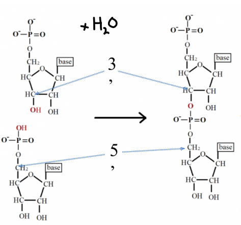 <ul><li><p>Phosphate group at 5’ position on the sugar of one nucleotide is covalently bonded to the 3’ position of the sugar on the next nucleotide. </p></li><li><p>Condensation reaction (H<sub>2</sub>O is produced). </p></li></ul><p></p>