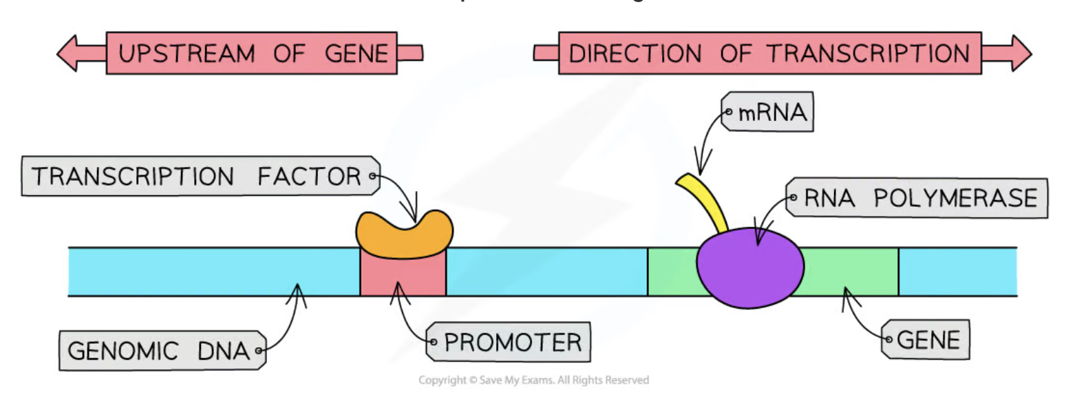 <p>a <strong>plant transcription factor </strong>that <strong>activates amylase gene transcription with the help of gibberellin hormones</strong></p>