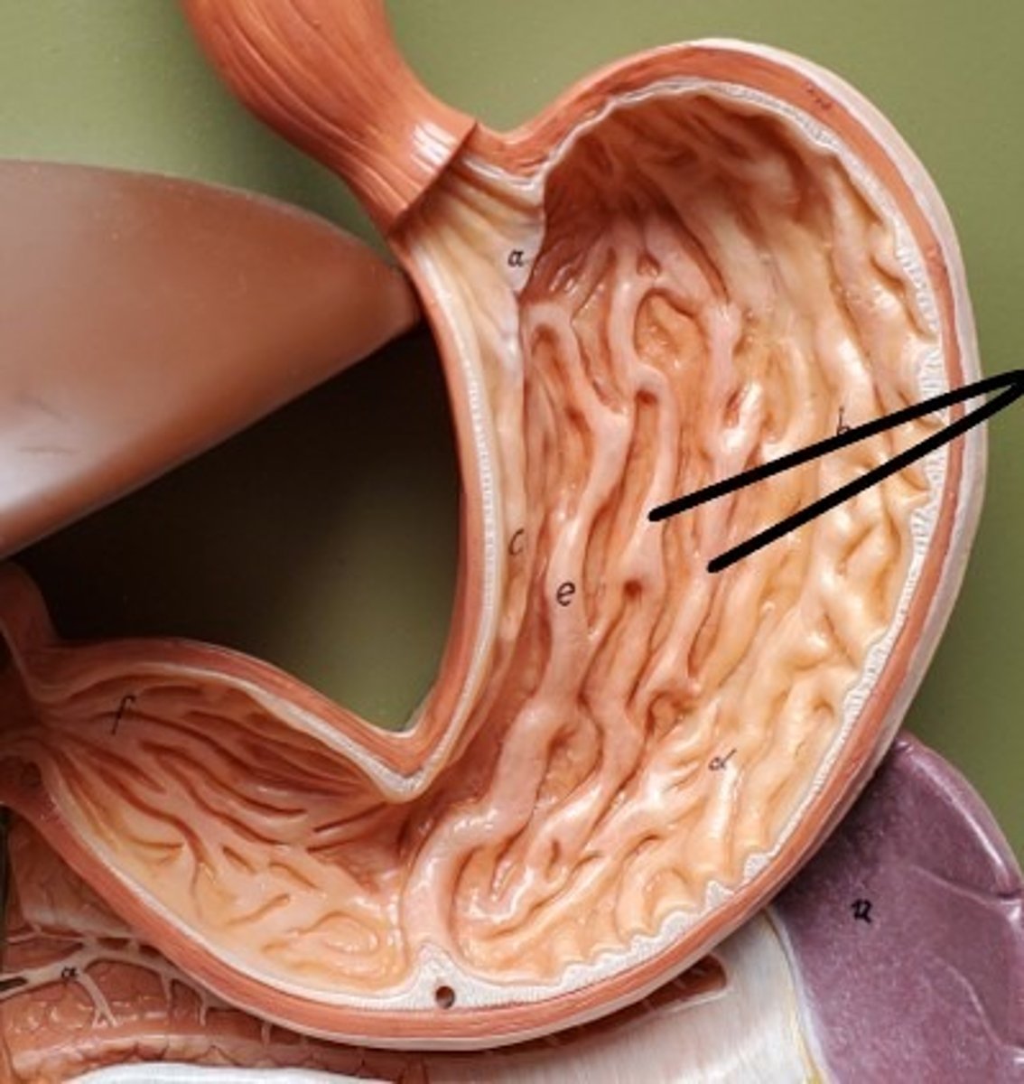 <p>ID the Structures (folds)</p>
