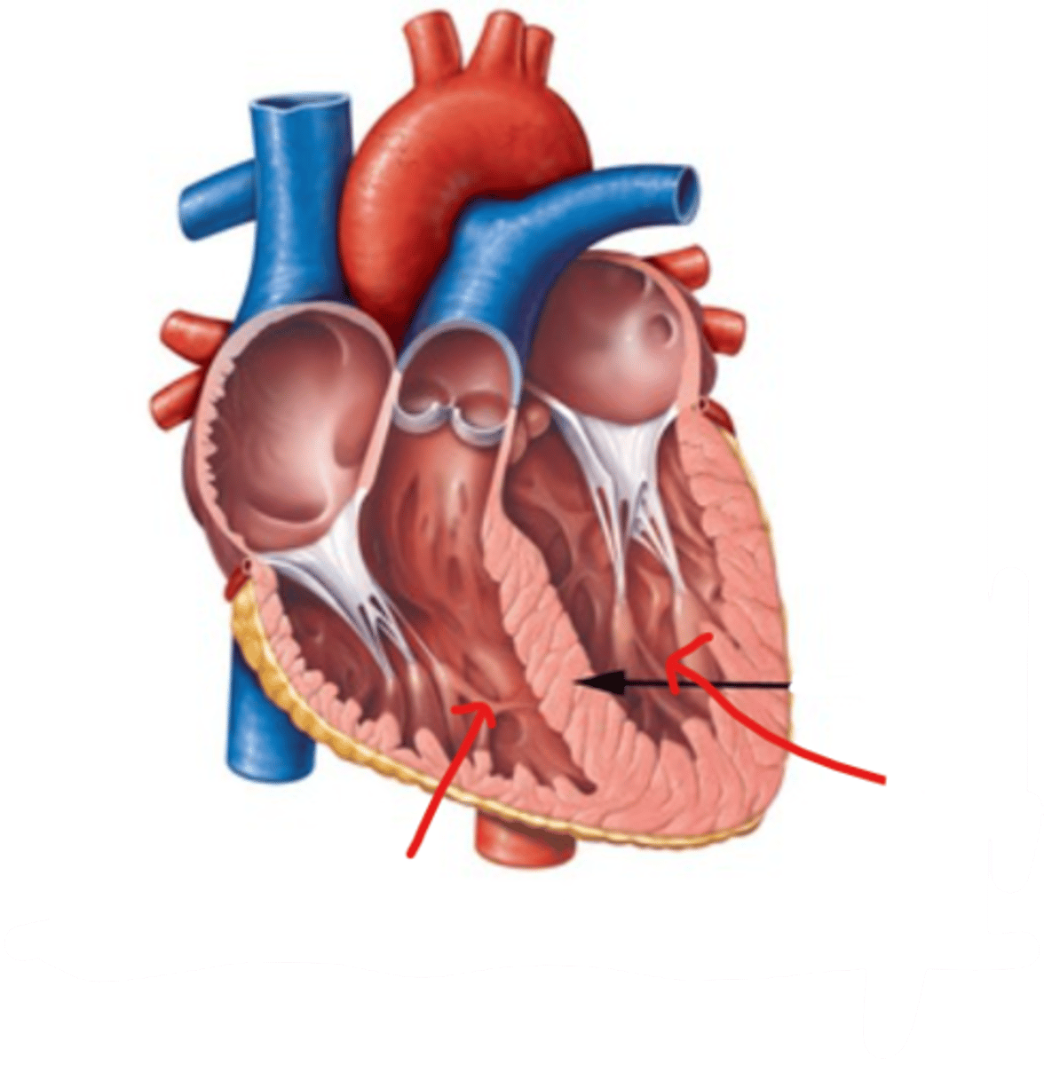 <p>the two lower chambers of the heart</p><p>*work anti-gravity</p><p>- trabeculae carneae</p><p>- Purkinje fibers</p><p>- interventricular septum</p>