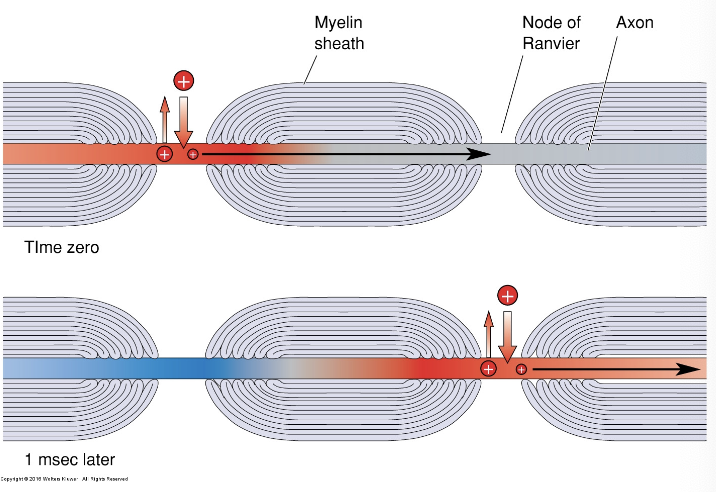 <p>speeds up action potential conduction - insulating substance, lose less energy due to resistance</p><ul><li><p>only find Na channels at Nodes of Ranvier (gaps between myelin) since AP can move passively by electricity</p></li></ul><p></p>