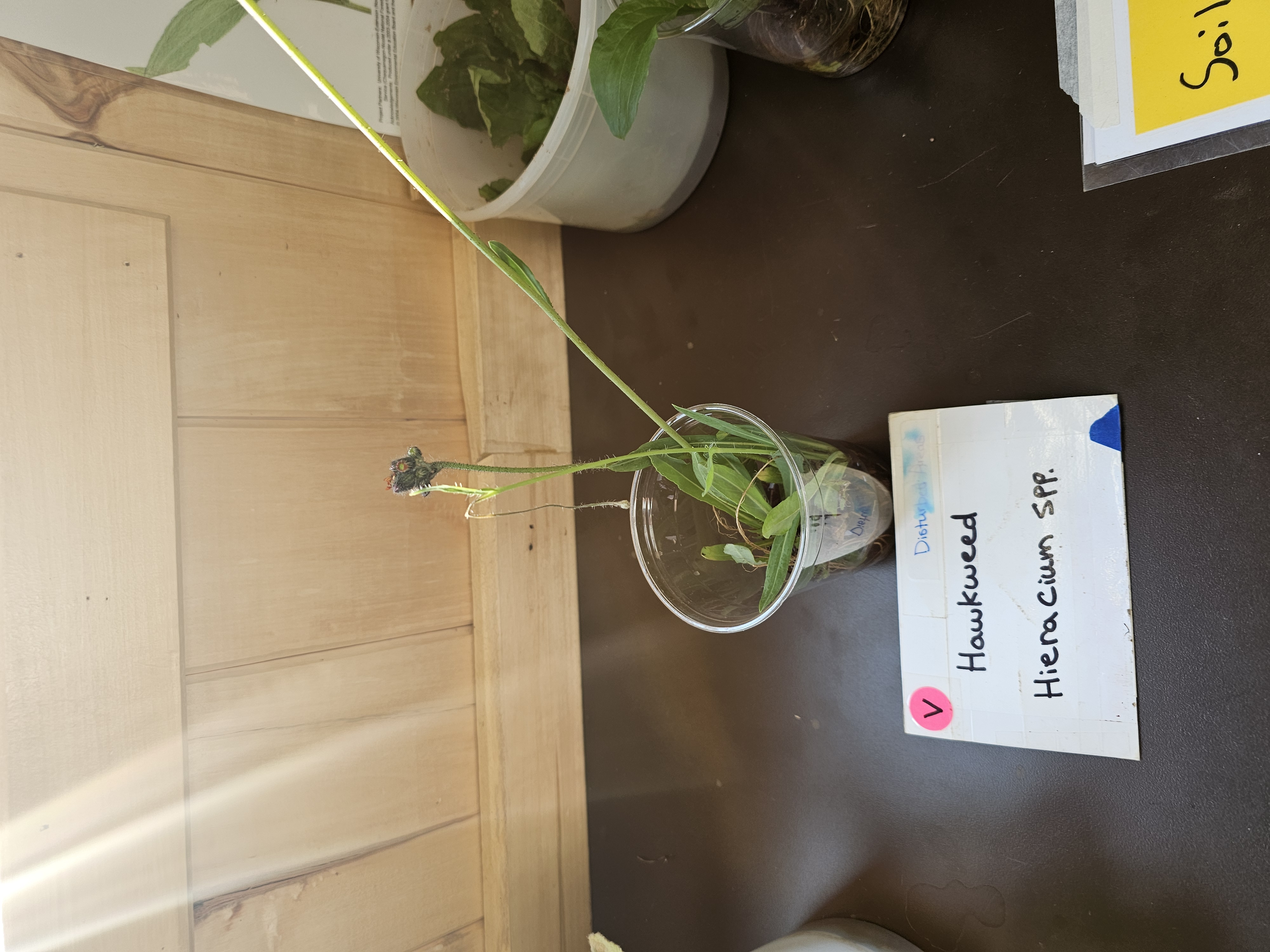 <p><em>Hieracium spp. </em></p>