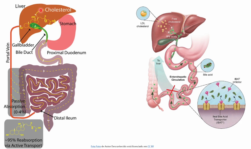 <p>Mistura de sais biliares, fosfolipídios e colesterol, que ajuda na emulsificação e digestão de gorduras no intestino. <br><br><strong>Colecistocinina (CCK):</strong></p><p>hormônio gastrointestinal liberado após a ingestão de gorduras, estimulando a contração da vesícula biliar para liberar bile no intestino. <br><br>95% dos sais biliares são reabsorvidos pelo organismo via circulação porta hepática e reutilizados pelo fígado. <br><br>Sais biliares podem ser sequestrados por moléculas positivas que impedem sua reabsorção e ajudam na redução dos níveis de colesterol. </p>