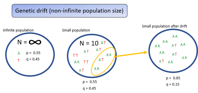 <p>Using a small visual example of 10 individuals to represent an idealized infinite, randomly mating population, where allele frequencies reliably match <strong>p = 0.55</strong> and <strong>q = 0.45</strong>. </p><p>In real finite populations, chance events—such as random deaths, disasters, pathogens, or the <strong>founder effect</strong>—can cause only some individuals to contribute to the next generation. </p><p>This random sampling alters allele and genotype frequencies, producing deviations from Hardy–Weinberg expectations. Such random, generation-to-generation changes in allele frequencies are known as <strong>genetic drift</strong>.</p>