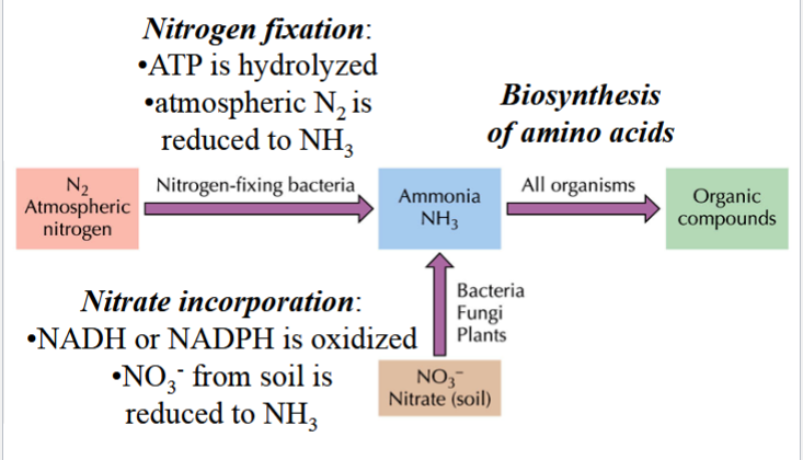 <p>N<sub>2</sub> (atmospheric) gets reduced to NH<sub>3 </sub>(ammonia) via N-fixing bacteria, and ATP is hydrolyzed</p><p>NO<sub>3</sub><sup>-</sup> (nitrate in soil) is incorporated (reduced) to NH<sub>3</sub> by bacteria, fungi, and plants (NADH or NADPH is oxidized)</p><p>NH<sub>3</sub> is used in biosynthesis of amino acids to make organic compounds in all organisms</p>