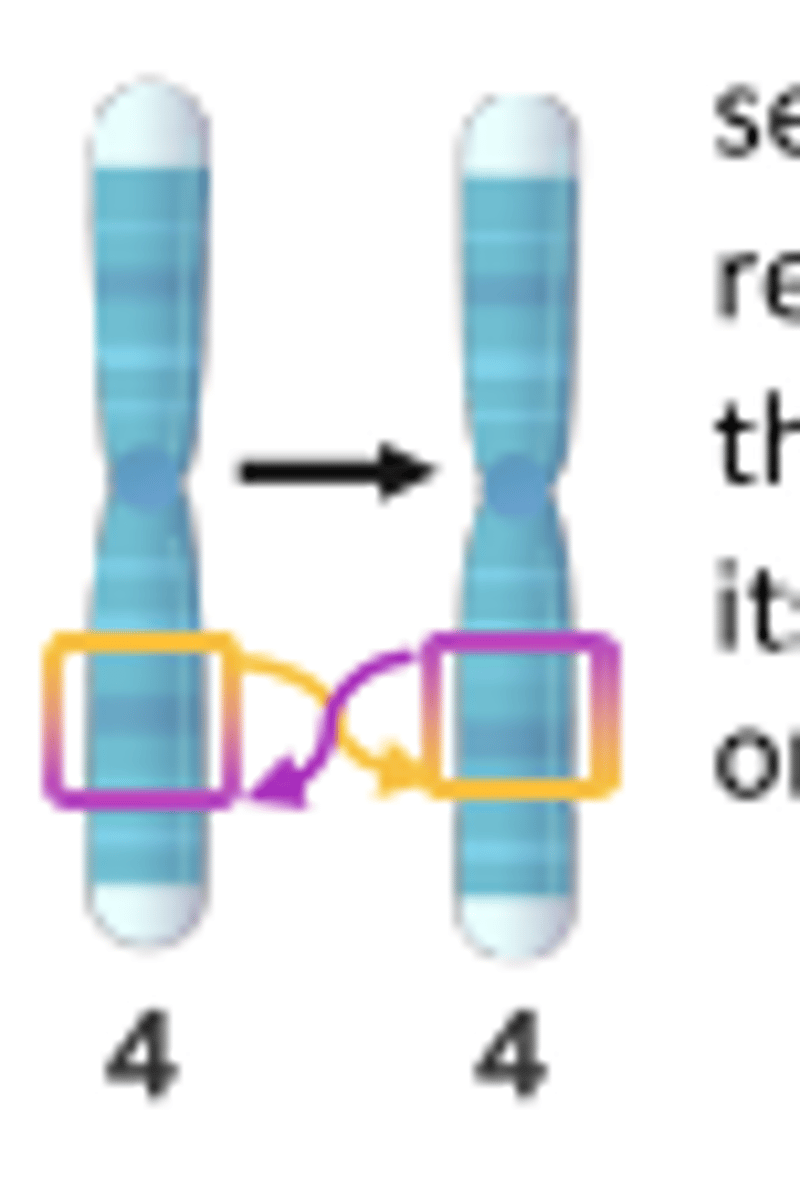 <p>A chromosome</p><p>segment is</p><p>rearranged in</p><p>the reverse of</p><p>its original</p><p>orientation</p>