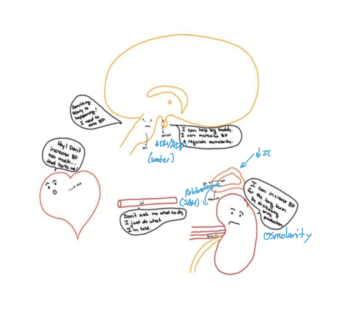<ul><li><p>Hypothalamus: ADH/AVP release</p></li><li><p>Adrenal cortex: aldosterone secretion </p></li></ul><p></p>