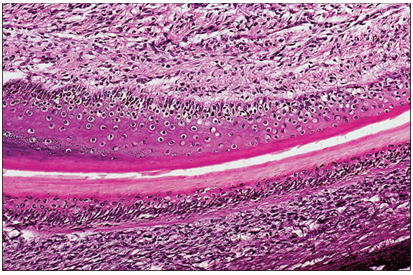 <p>name of histologic slide:</p><p>Specie:</p><p>Stain used:</p>