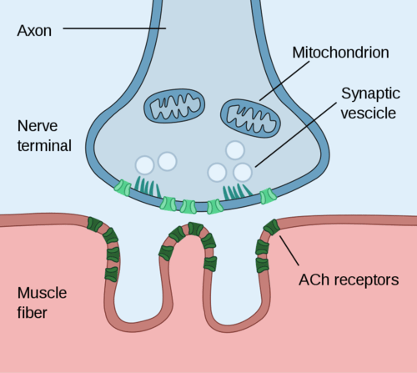<p>specialized synapse where a motor neuron connects with a muscle fiber to transmit a signal, initiating muscle contraction</p>