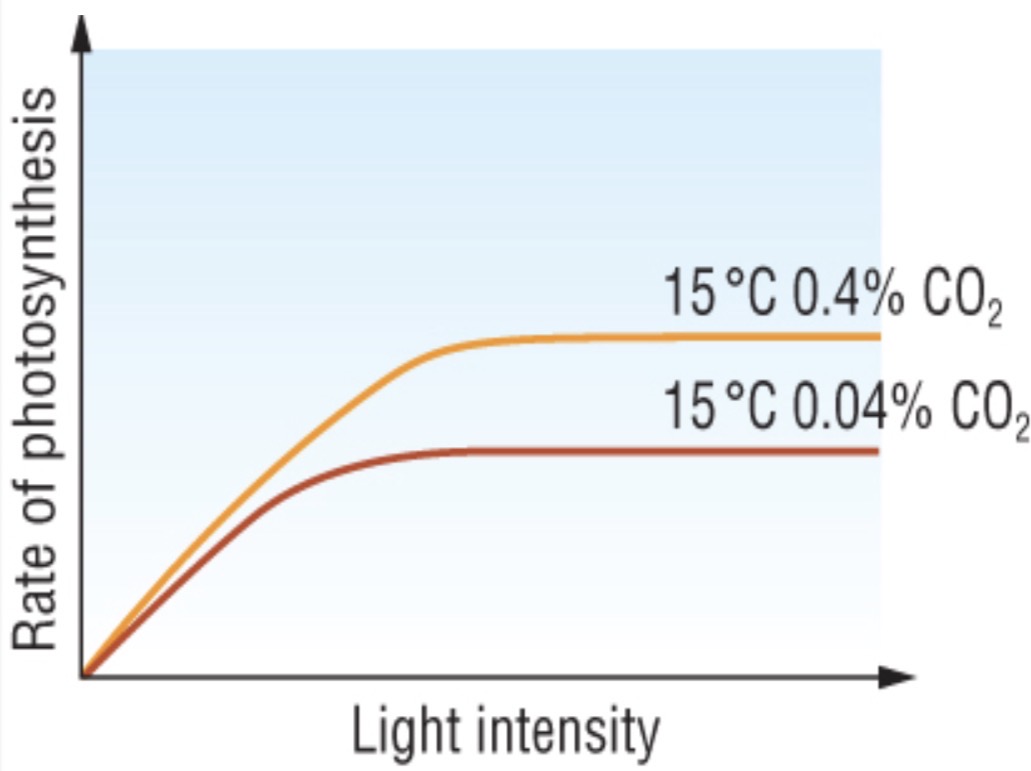 <ul><li><p><span>lack of CO2 means that <mark data-color="yellow" style="background-color: yellow; color: inherit;">less RuBP</mark> can be converted into <mark data-color="yellow" style="background-color: yellow; color: inherit;">GP</mark> then <mark data-color="yellow" style="background-color: yellow; color: inherit;">GALP</mark></span></p></li></ul><p></p>