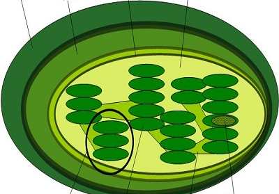 <p>The inside of a thylakoid</p>