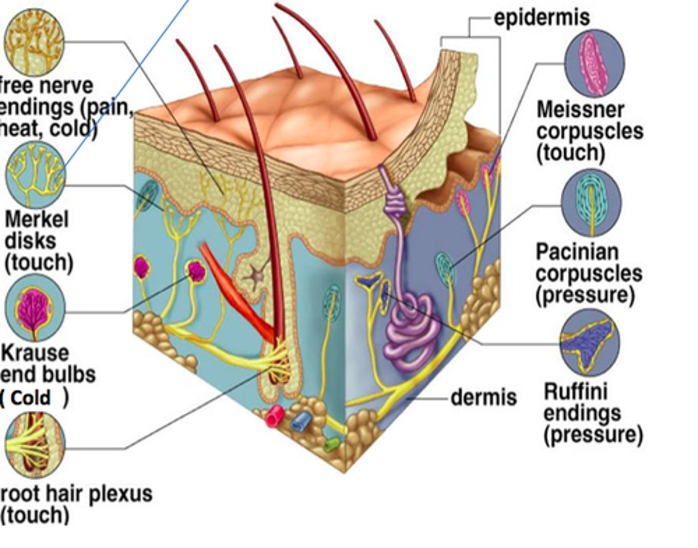 <p>slowly adapting and respond to continual deformation of skin - tugging</p>