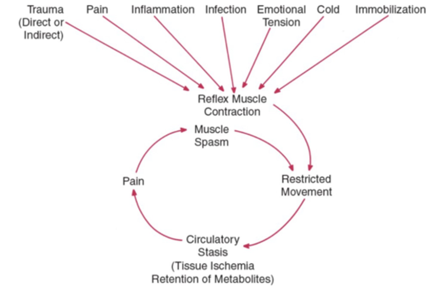 <p>Reflex muscle contraction --> More restricted movement</p><p>- THEN circulatory stasis, pain, and overall spasm!</p>