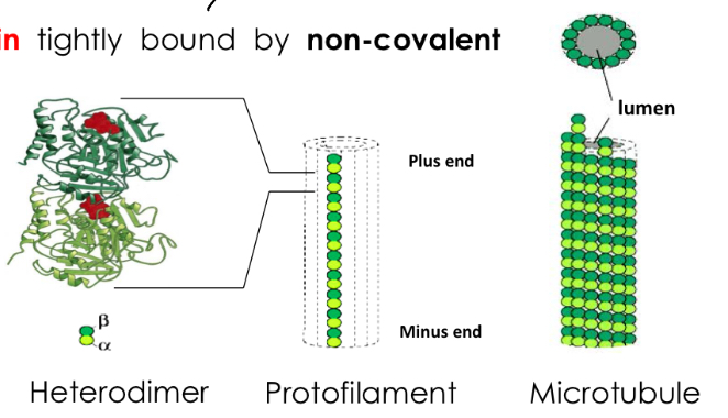 <p>• Microtubules are made of tubulin.</p><p>• Tubulin (heterodimer) = α-tubulin + β-tubulin tightly bound by non-covalent bindings.</p><p>• Tubulin heterodimers linked with α and β subunits form the protofilaments</p><p>• made of 13 parallel protofilaments with lumen</p>