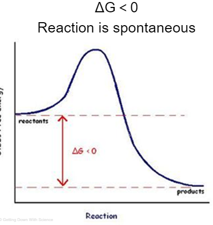 <p>reactions that release energy ΔG＜0 reaction is spontaneous</p>