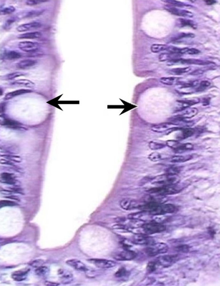 <p>produce mucin to protect and lubricate the inner surface of the small intestine</p>