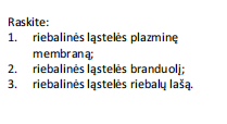 <p>baltasis riebalinis audinys (piršto oda)</p>