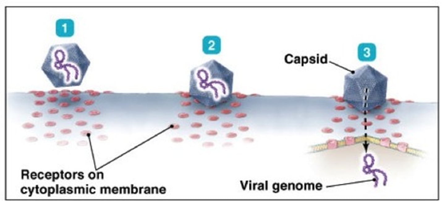 <p>The second step in viral infection, the injection of the viral genome into the host cell.</p><p>3 multiple choice options</p>